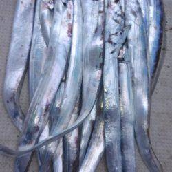 恵比寿丸（兵庫） 釣果