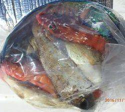 クルーザーフィッシングトムトム 釣果