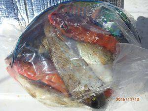 クルーザーフィッシングトムトム 釣果