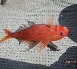 クルーザーフィッシングトムトム 釣果