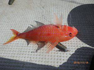 クルーザーフィッシングトムトム 釣果