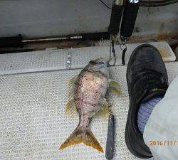 クルーザーフィッシングトムトム 釣果