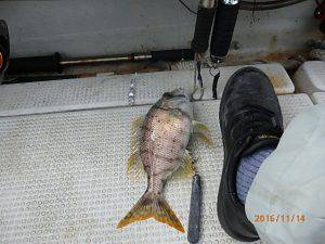 クルーザーフィッシングトムトム 釣果