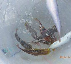 クルーザーフィッシングトムトム 釣果