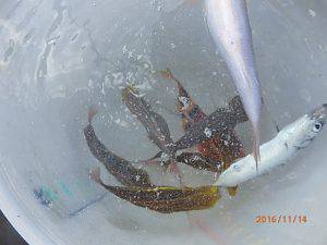 クルーザーフィッシングトムトム 釣果