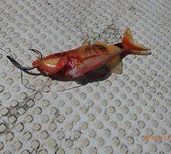 クルーザーフィッシングトムトム 釣果