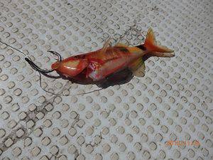 クルーザーフィッシングトムトム 釣果