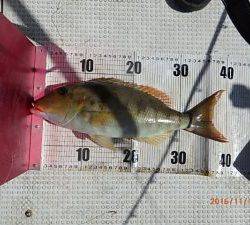 クルーザーフィッシングトムトム 釣果