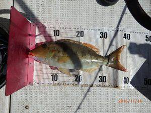 クルーザーフィッシングトムトム 釣果