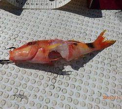 クルーザーフィッシングトムトム 釣果