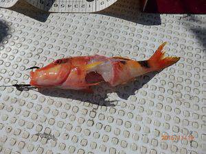 クルーザーフィッシングトムトム 釣果