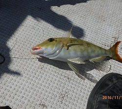 クルーザーフィッシングトムトム 釣果