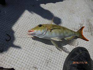 クルーザーフィッシングトムトム 釣果