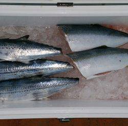 火遠理丸（ほおりまる） 釣果