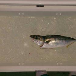 火遠理丸（ほおりまる） 釣果