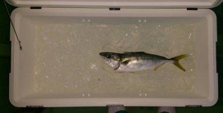 火遠理丸（ほおりまる） 釣果