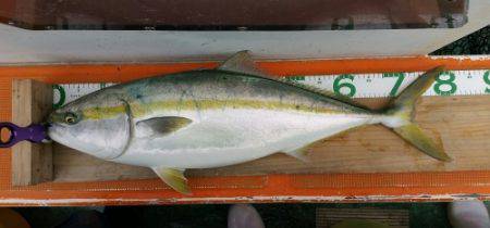 火遠理丸（ほおりまる） 釣果