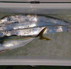 火遠理丸（ほおりまる） 釣果