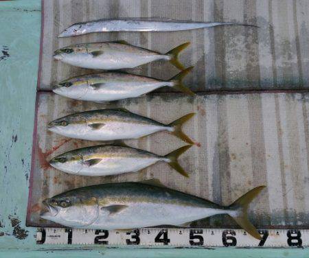 火遠理丸（ほおりまる） 釣果