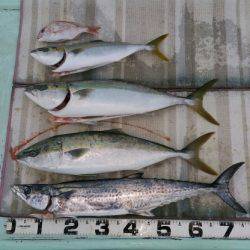 火遠理丸（ほおりまる） 釣果