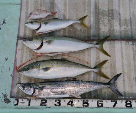 火遠理丸（ほおりまる） 釣果