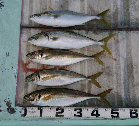 火遠理丸（ほおりまる） 釣果