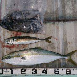 火遠理丸（ほおりまる） 釣果