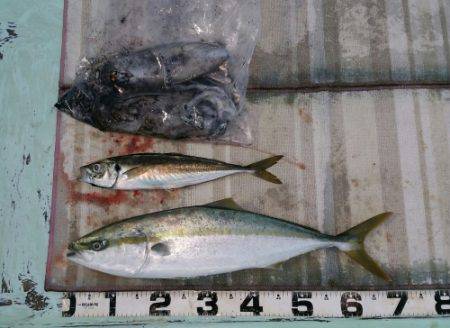 火遠理丸（ほおりまる） 釣果