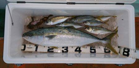 火遠理丸（ほおりまる） 釣果