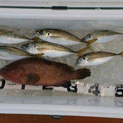 火遠理丸(ほおりまる) 釣果