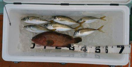 火遠理丸(ほおりまる) 釣果