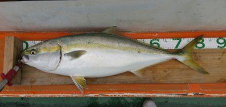 火遠理丸（ほおりまる） 釣果