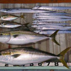 火遠理丸（ほおりまる） 釣果