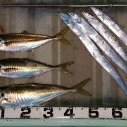 火遠理丸（ほおりまる） 釣果