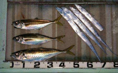 火遠理丸（ほおりまる） 釣果