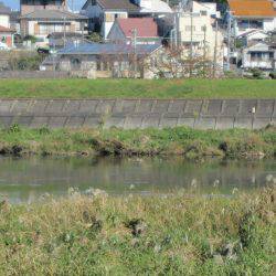 狩野川(狩野川漁業協同組合) 釣果