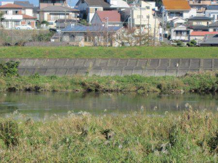 狩野川(狩野川漁業協同組合) 釣果