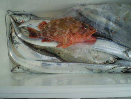 弘福丸 釣果