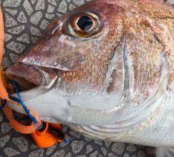 YELLOW-TAIL　イエローテール 釣果