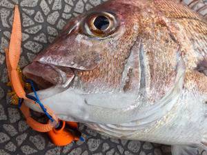 YELLOW-TAIL　イエローテール 釣…