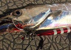 YELLOW-TAIL　イエローテール 釣果