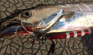 YELLOW-TAIL　イエローテール 釣果