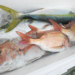 こうゆう丸 釣果