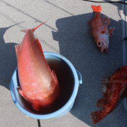 へいみつ丸 釣果