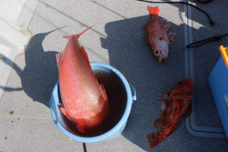 へいみつ丸 釣果