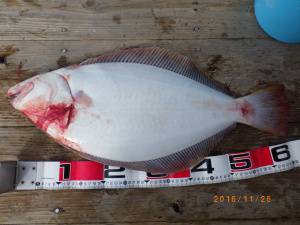 石川丸 釣果