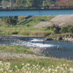 狩野川(狩野川漁業協同組合) 釣果