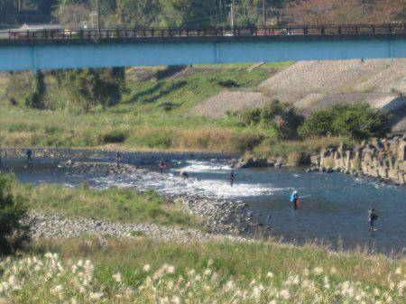 狩野川（狩野川漁業協同組合） 釣果