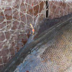 淡路じゃのひれフィッシングパーク 釣果