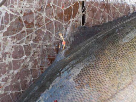 淡路じゃのひれフィッシングパーク 釣果